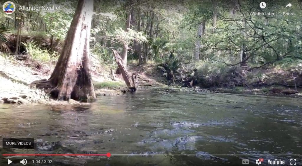 Screenshot 2025 04 13 at 3.50.14 PM In: Alligator Rise and Siphon | Our Santa Fe River, Inc. (OSFR) | Protecting the Santa Fe River